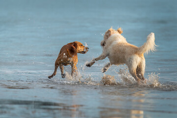 Two dogs playing in the water, waterdrops splashing on the beach.