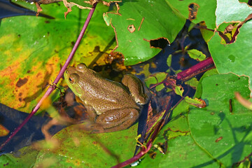 蓮の上のウシガエル