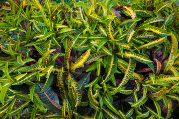Natural Colorful Croton Leaves  may be used as a texture background wallpaper