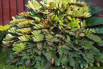 Fototapeta premium Natural Fern Leaves texture background wallpaper