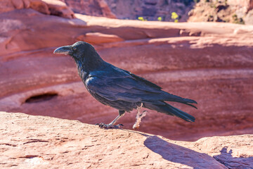 Fototapeta premium Black Raven Delicate Arch Arches National Park Moab Utah