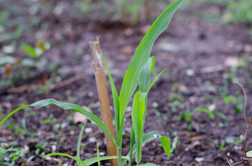 Corn plants in oganic farm.