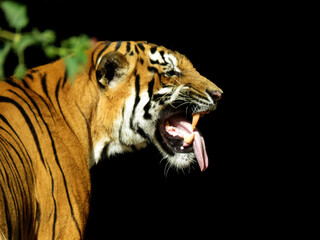 Portrait of a Royal Bengal Tiger. Tiger open mouth, Tiger side face with teeth and tongue. Selective focus.