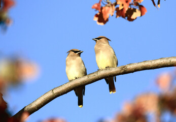 Cedar Waxwing