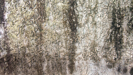 Obraz premium Texture of cement wall for background and wallpaper