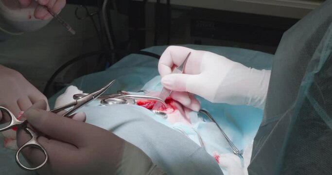 Surgery on an animal with a spinal injury. The veterinary surgeon removes fragments of the vertebral bones from the wound to release the nerve pinched in the back.