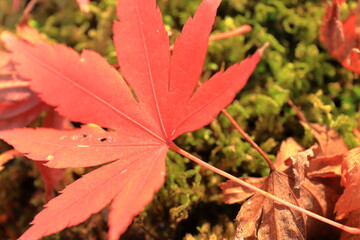 地面の苔の上に落ちた大きな赤い紅葉