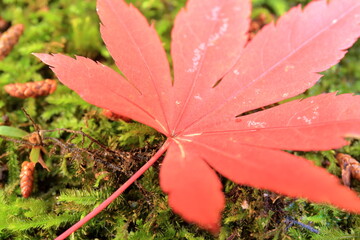 地面の苔の上に落ちた大きな赤い紅葉