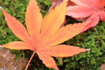 地面の苔の上に落ちた大きな黄色い紅葉