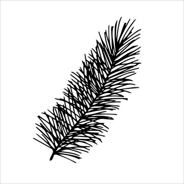 Merry Christmas and Happy New Year doodle decoration. Fluffy fir tree branch isolated on white background. Line art style illustration for decoration.