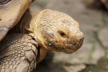 Close up of African Spurred Tortoise. Selective focus.