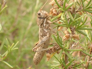 grasshopper on a branch