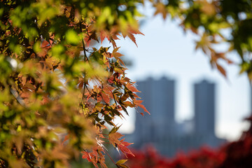 紅葉