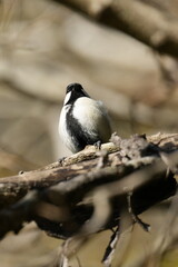 japanese tit on a perch