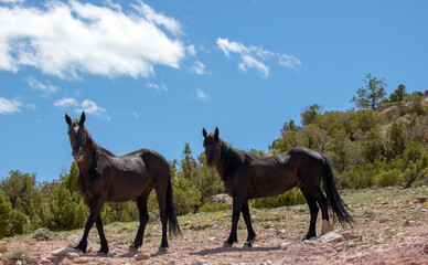 Two black wild horses under blue sky in the western United States