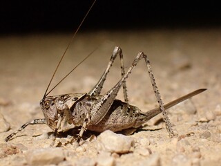 grasshopper on the ground