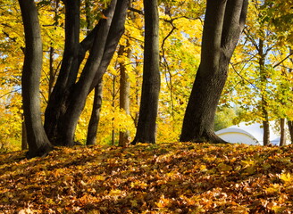 Autumn day in the park. Gold autumn.