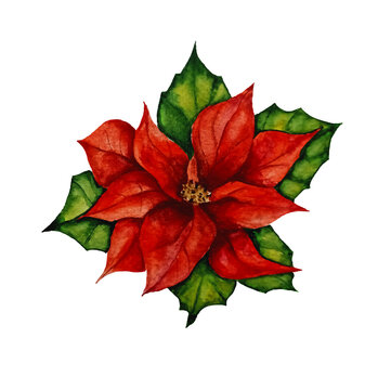 Poinsettia Drawing Images Browse 84 689 Stock Photos Vectors