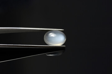 Oval moonstone gem in tweezers on black background. White opalescent sheen shimmer. Semitransparent cabochon setting for making jewelry.  Mined and polished in India. Common feldspar group stone. - obrazy, fototapety, plakaty
