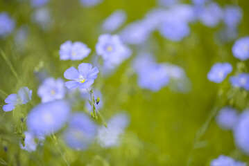 Blue flax flowers on a green blurred background. Beautiful spring or summer nature background. Selective focus. Flower landscape.