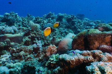 Fototapeta na wymiar Red sea coral reef in Aqaba, Jordan. Exquisite butterfly fish. 