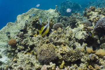 Fototapeta na wymiar Red sea coral reef in Aqaba, Jordan. Pannanfish. 
