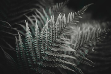 Grayscale shot of fern plants with blur background in the garden for background