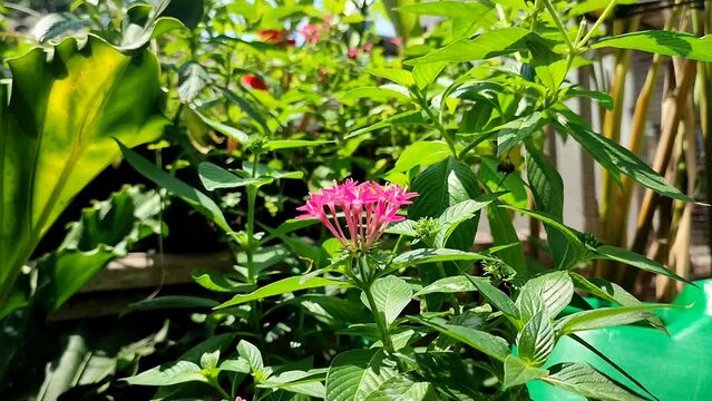 Pentas lanceolata flower in the field with green plants on a sunny day