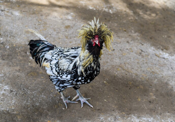 Polish or Houdan chicken with funny comb © Tatiana