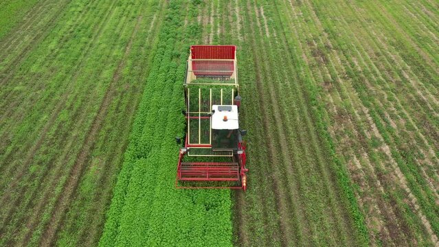 Harvester harvests mint or green spices. A field of mint, lemon balm, oregano or basil is being harvested. Agriculture machinery chops herbs in a green agricultural field. Drone flight.