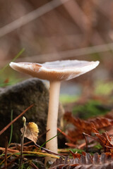 Collybia distorta mushroom grows on forest floor