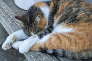 A beautiful cat with three colors who sleeps on a bench outside