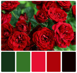 Beautiful blooming red roses and color palette. Collage