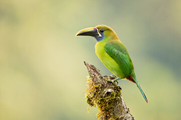 Emerald toucanet or northern emerald toucanet (Aulacorhynchus prasinus) is a species of near-passerine bird in the Ramphastidae family occurring in mountainous regions of Mexico and Central America.