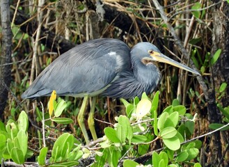 close up of a tricolored heron looking for fish along the black point wildlife drive in the merritt island national wildlife refuge near titusville, florida