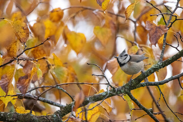 Mésange Huppée