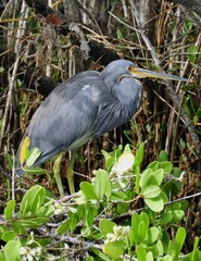close up of a tricolored heron looking for fish along the black point wildlife drive in the merritt island national wildlife refuge near titusville, florida