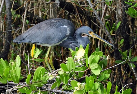 close up of a tricolored heron looking for fish along the black point wildlife drive in the merritt island national wildlife refuge near titusville, florida