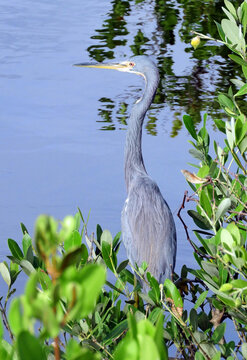 close up of a tricolored heron looking for fish along the black point wildlife drive in the merritt island national wildlife refuge near titusville, florida