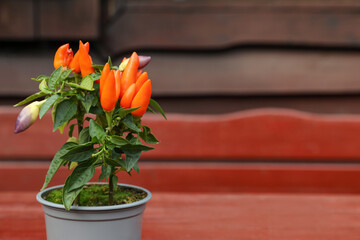Capsicum Annuum plant. Potted rainbow multicolor chili peppers on wooden table outdoors, space for text