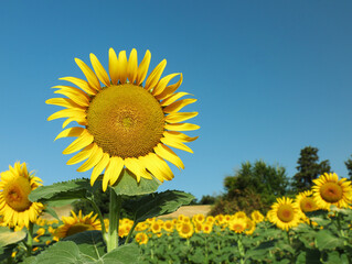 Sunflowers growing in field under blue sky