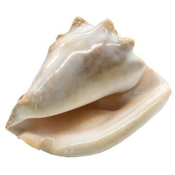 a single shell or seashell