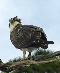 close up of an osprey standing on a tree branch looking for fish along the black point wildlife drive in the merritt island national wildlife refuge near titusville, florida