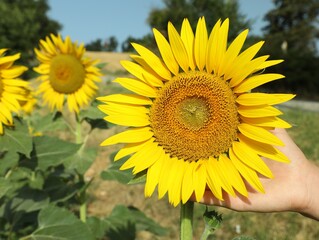 Fototapeta premium Woman touching sunflower in field on sunny day, closeup