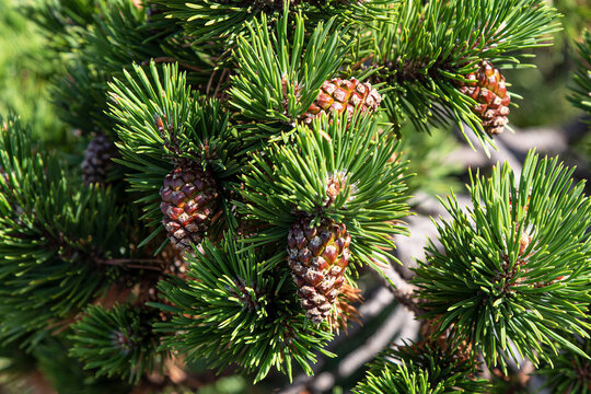 Pine branch with pine cones on it