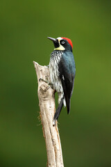Acorn woodpecker (Melanerpes formicivorus) is a medium-sized woodpecker. Very common in high elevations