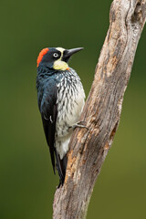 Acorn woodpecker (Melanerpes formicivorus) is a medium-sized woodpecker. Very common in high elevations