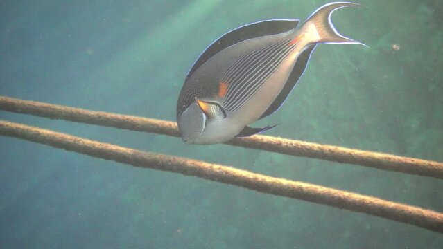 Surgeon fish on a coral reef in the Red Sea feeding