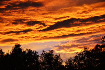 Fototapeta na wymiar Fiery sunset. Orange-yellow clouds, lilac sky and black silhouettes of trees in the summer at sunset. Background and wallpaper.
