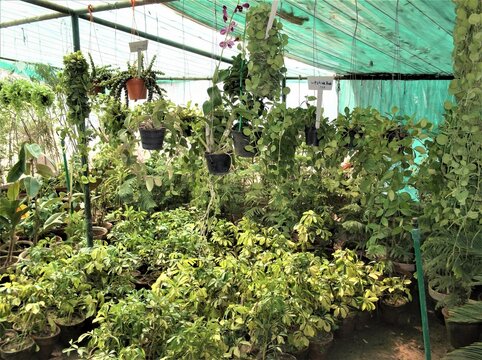 plants in greenhouse